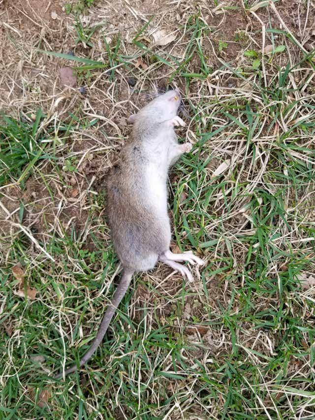 Bloomfield Nj Baiting Poisoning Rats In Halcyon Park