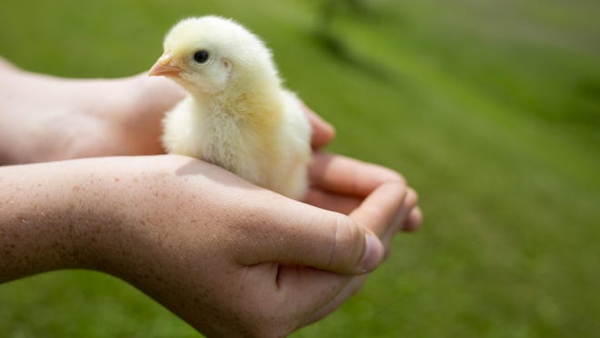 Lauren Tomasek, 16, holds a two-day-old chick Thursday, June 4, 2015 at her home in China Township. The Michigan Department of Agriculture and Rural Development has banned birds from being shown at 4H fairs across the state to stop the spread of avian influenza.