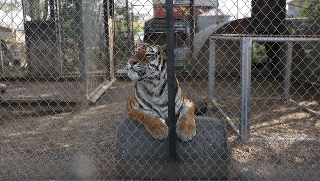 Rajahn the tiger sits in his enclosure at the Cricket Hollow Zoo on Wednesday, Oct. 21, 2015, in Manchester.