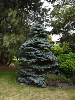 This dwarf blue spruce is named "Montgomery."