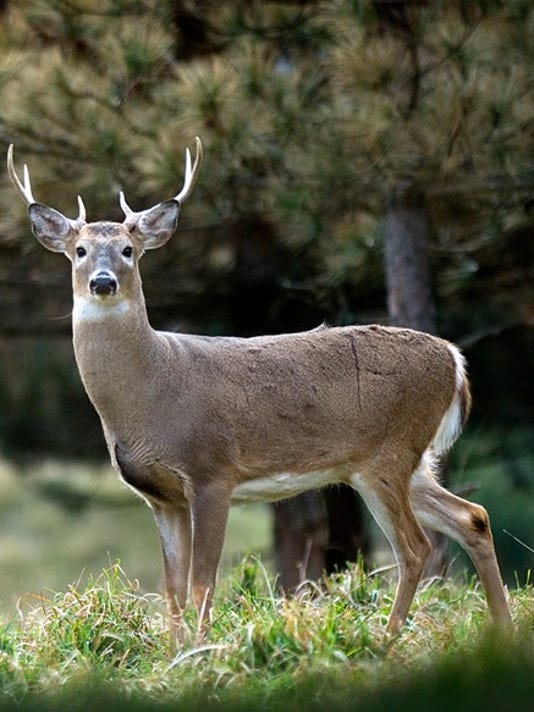Bills Tighten Rules On Deer Farms To Combat Chronic Wasting