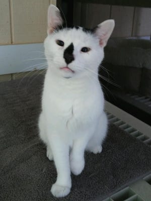Oscar, a cat available for adoption through Caring Fields Felines