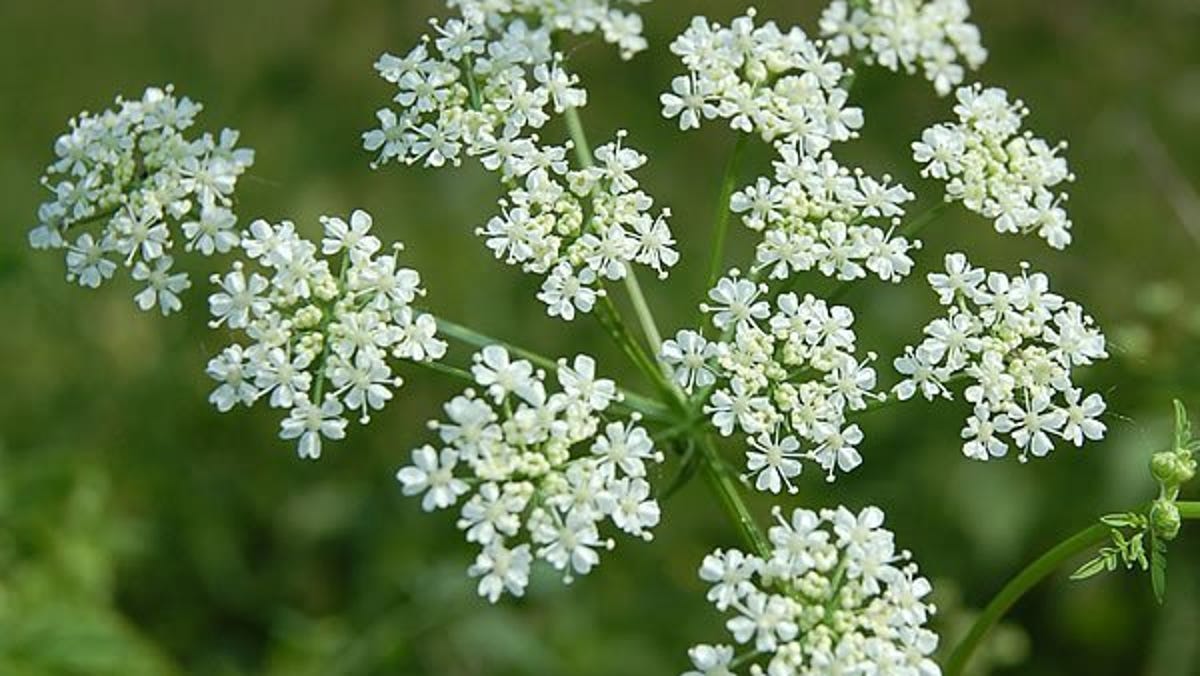 Poison Hemlock Is A Deadly Weed That Is Common Along Tri State Roads