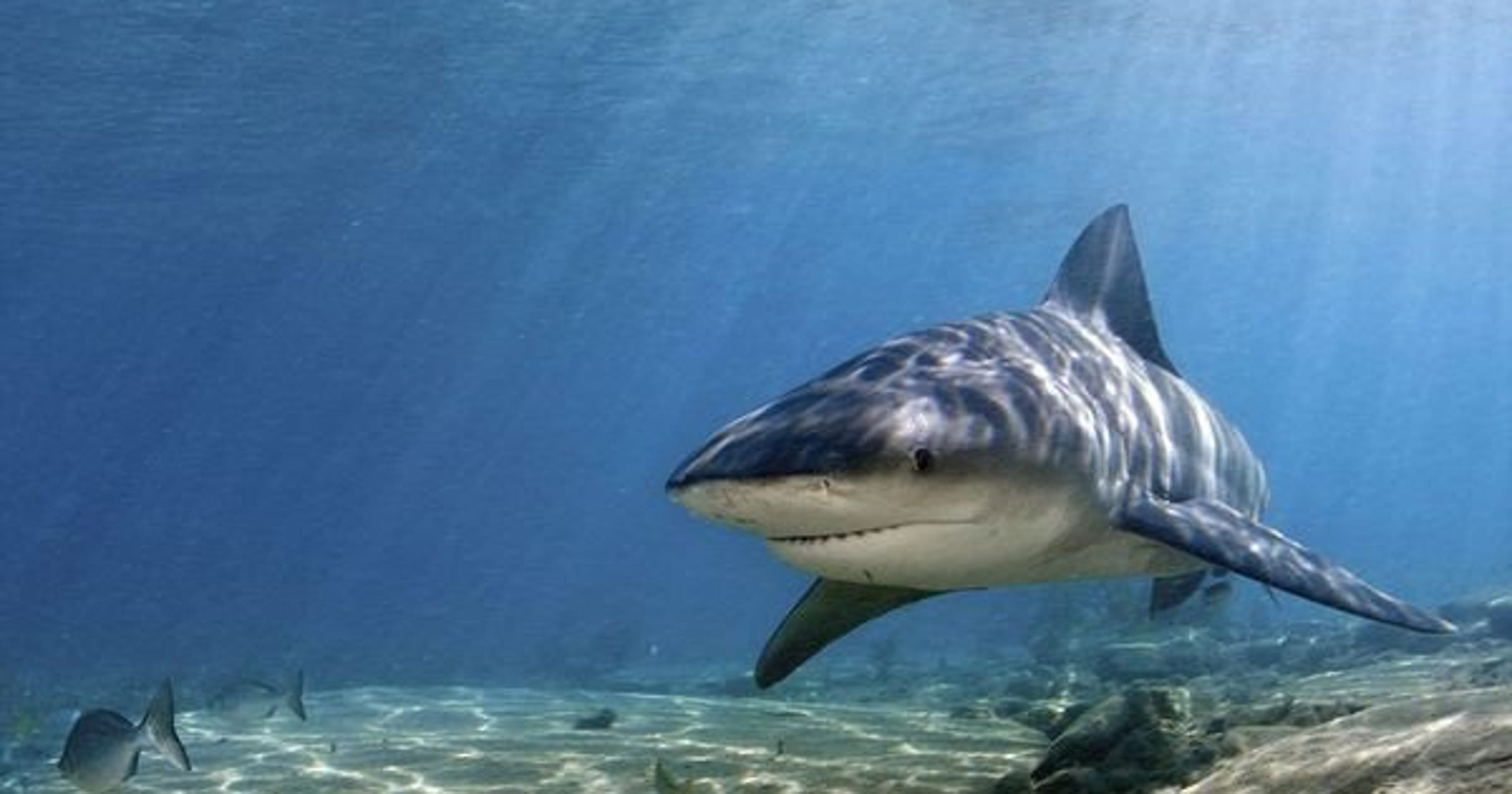 Bull sharks expanding north but still call Indian River Lagoon home