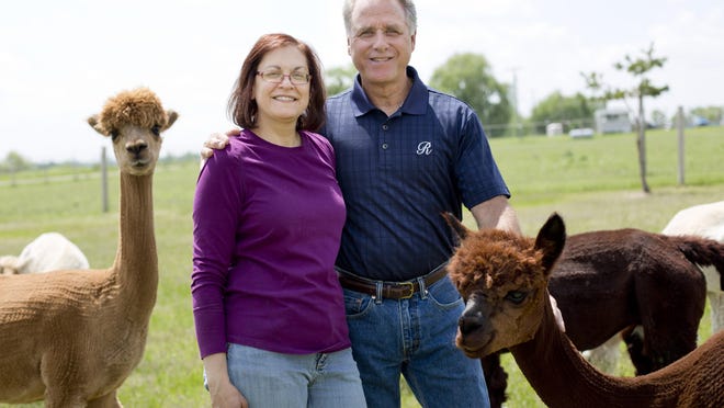 Angie and Perry Russo pictured with their alpacas Thursday, June 4, 2015 at Riposo Meadows Alpacas in Yale. A grand opening will be held Saturday, June 13, from 11 a.m.-5 p.m.