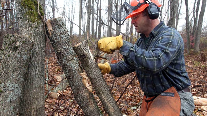 In a 2013 photo, forest entomologist Kyle Lombard cuts back the bark on an ash tree along the Merrimack River in Concord, N.H. New Hampshire is looking at another summer of battling the emerald ash borer, the invasive beetle that’s destroyed ash trees in 26 states.It's been found in at least 16 towns in New Hampshire and officials say it is spreading.