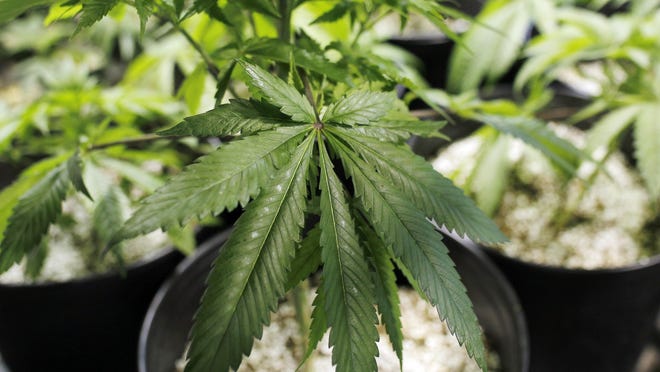 City officials are considering a new proposal that would cap the number of medical marijuana facilities operating in the city to 75.