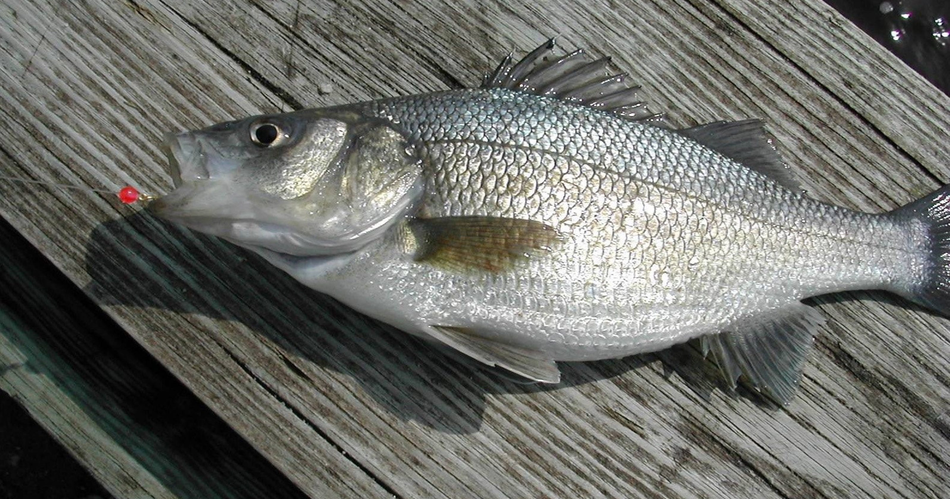 White perch hitting in Toms River
