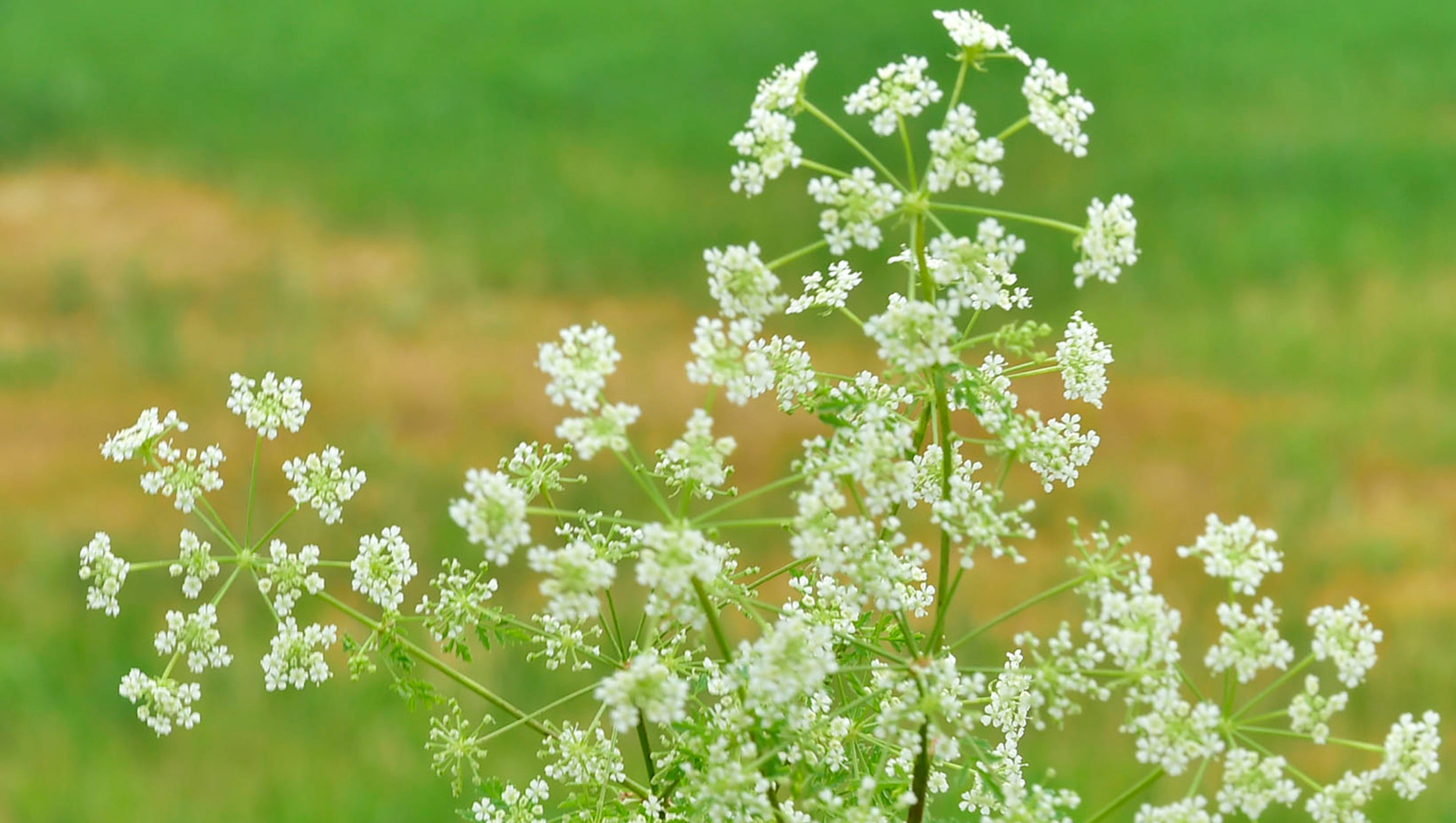 Poison hemlock In central Pa., deadly plant is 'spreading rampantly'
