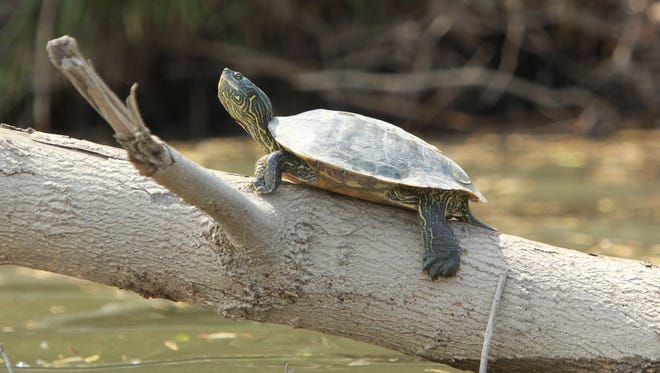 A turtle is seen on the White River. The river is featured prominently in John Green's 2017 novel, "Turtles All the Way Down."