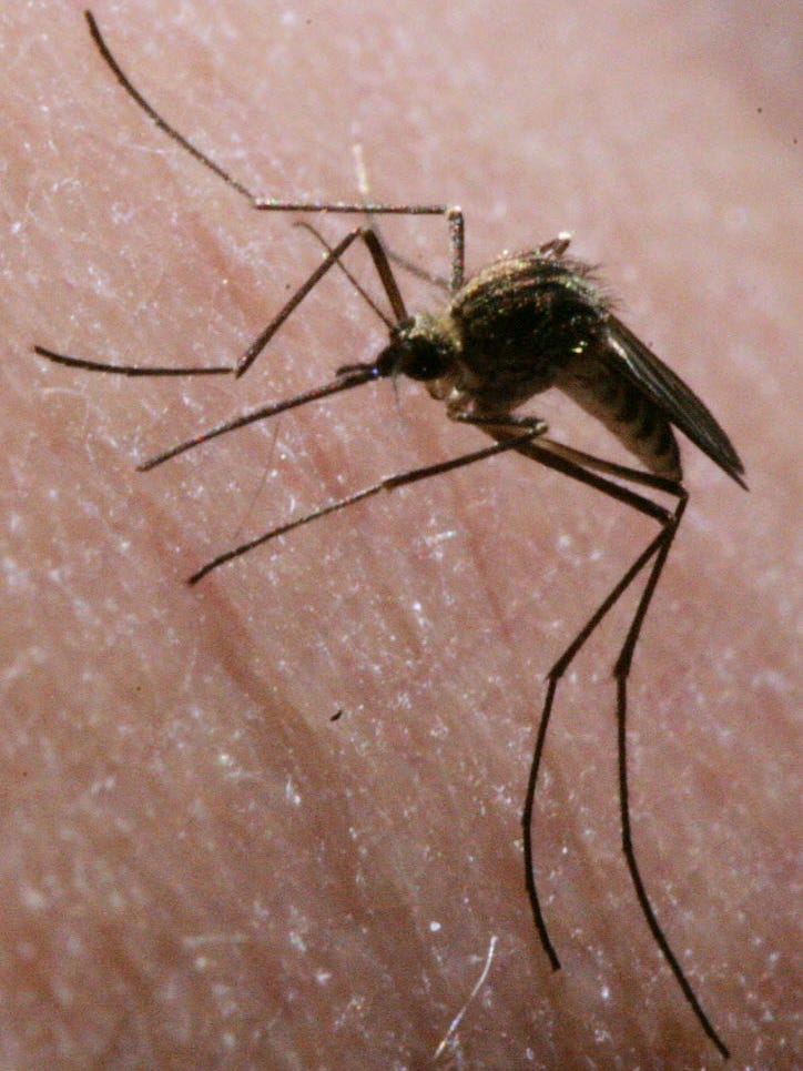 Study Mosquitoes hate Victoria's Secret perfume