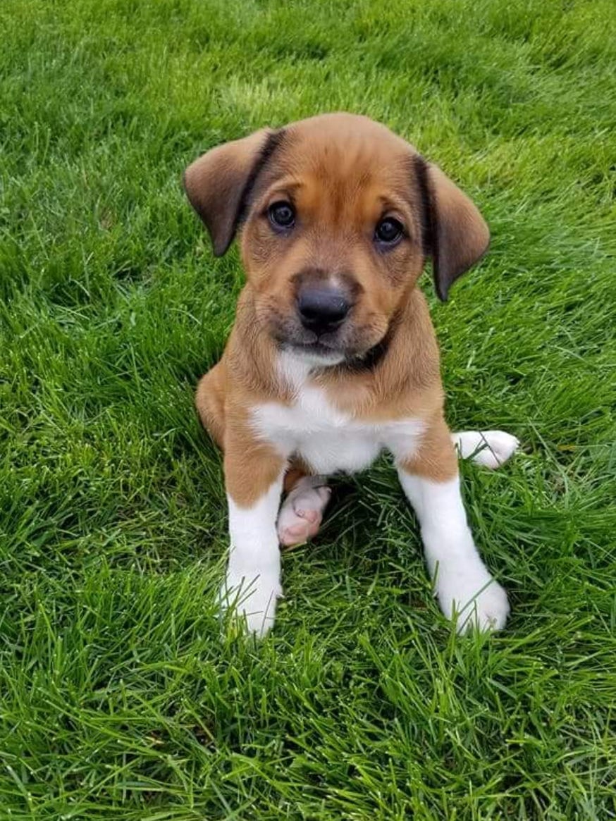 Sandi Paws Rescue gives Zoe, other dogs 'new leash on life'