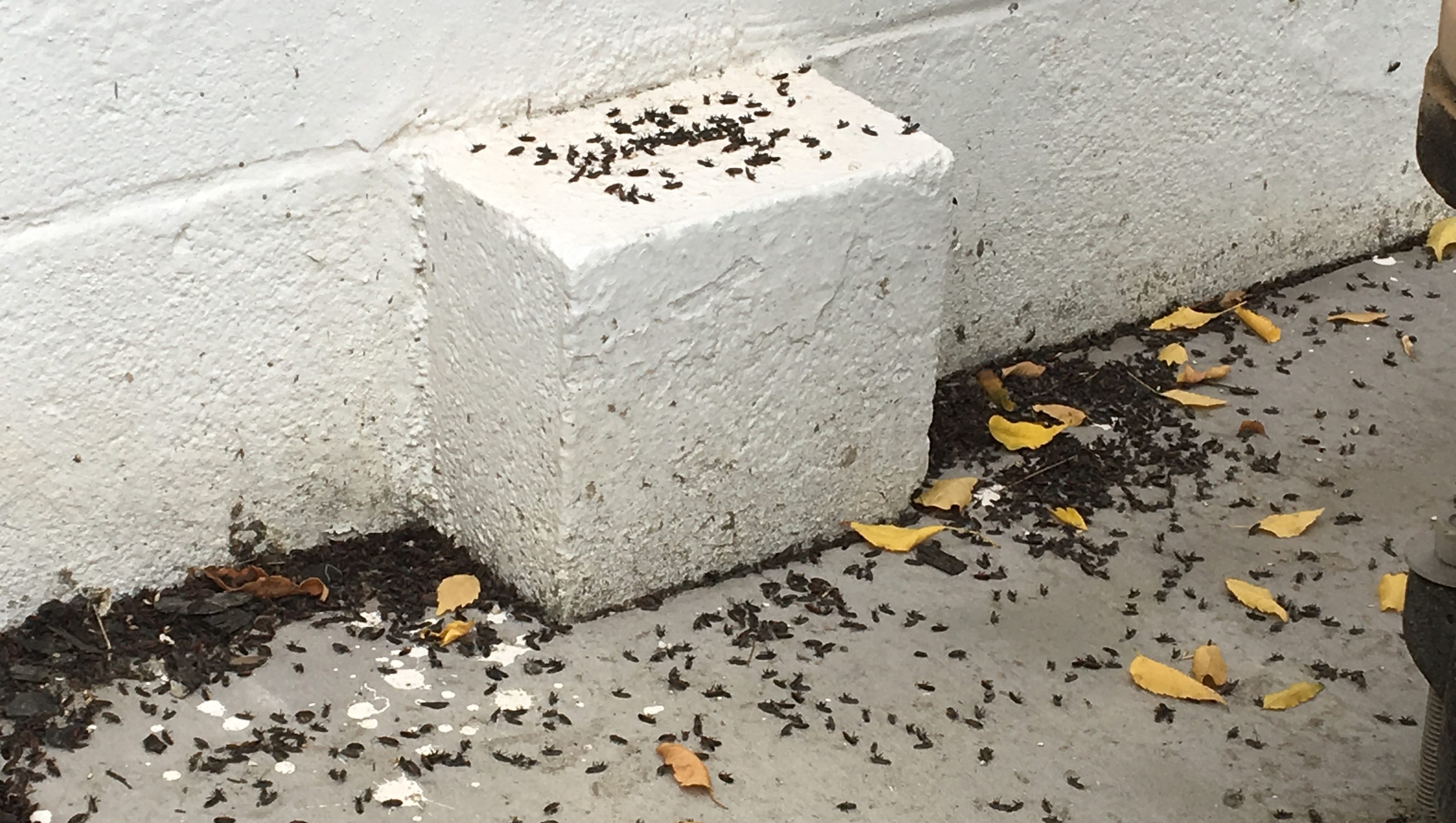 Tiny black bugs are taking over Palm Springs. Here's why.