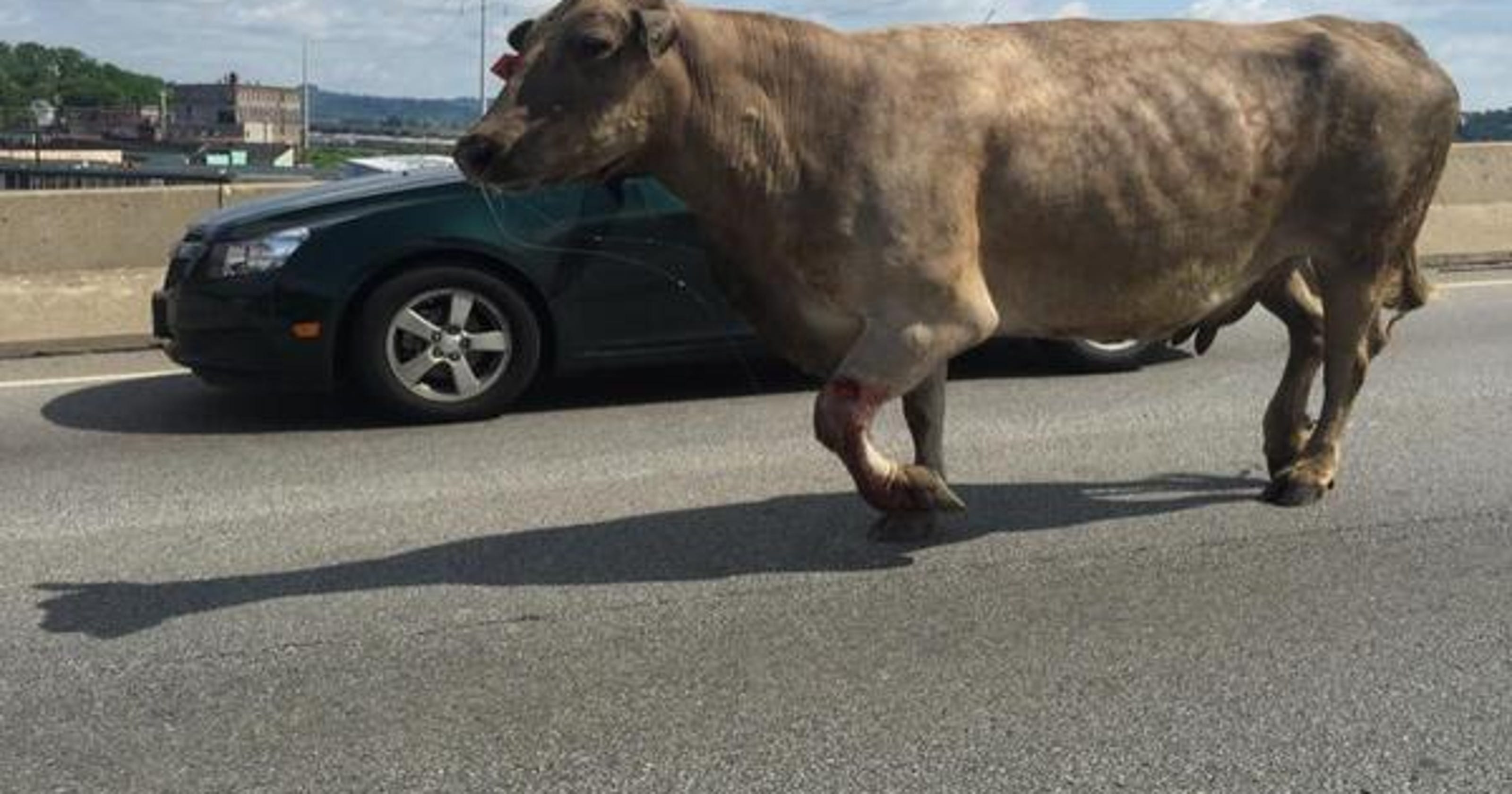 Cow escapes slaughterhouse, shot near McDonald's