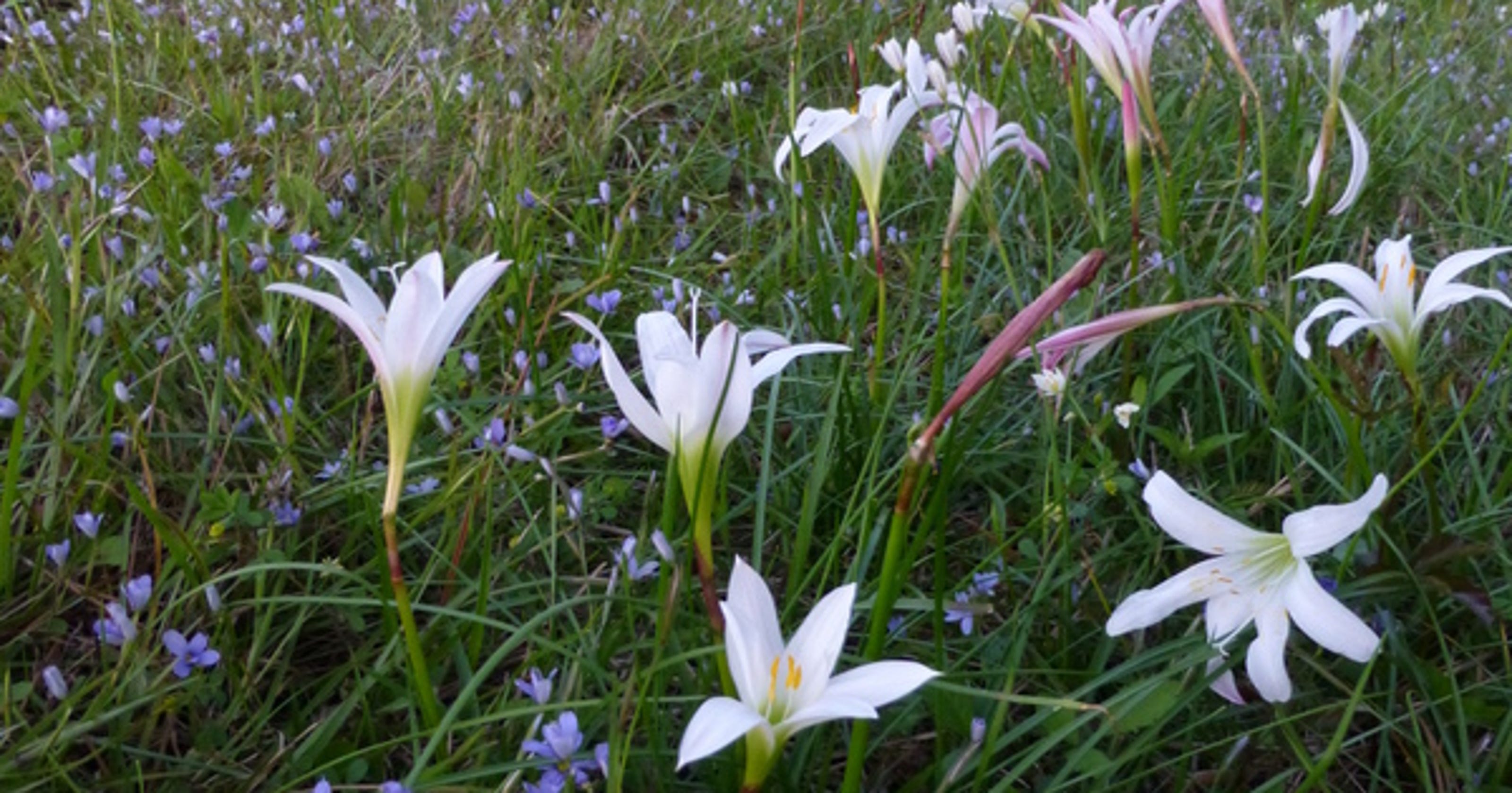 The wildflowers of Florida need a hand