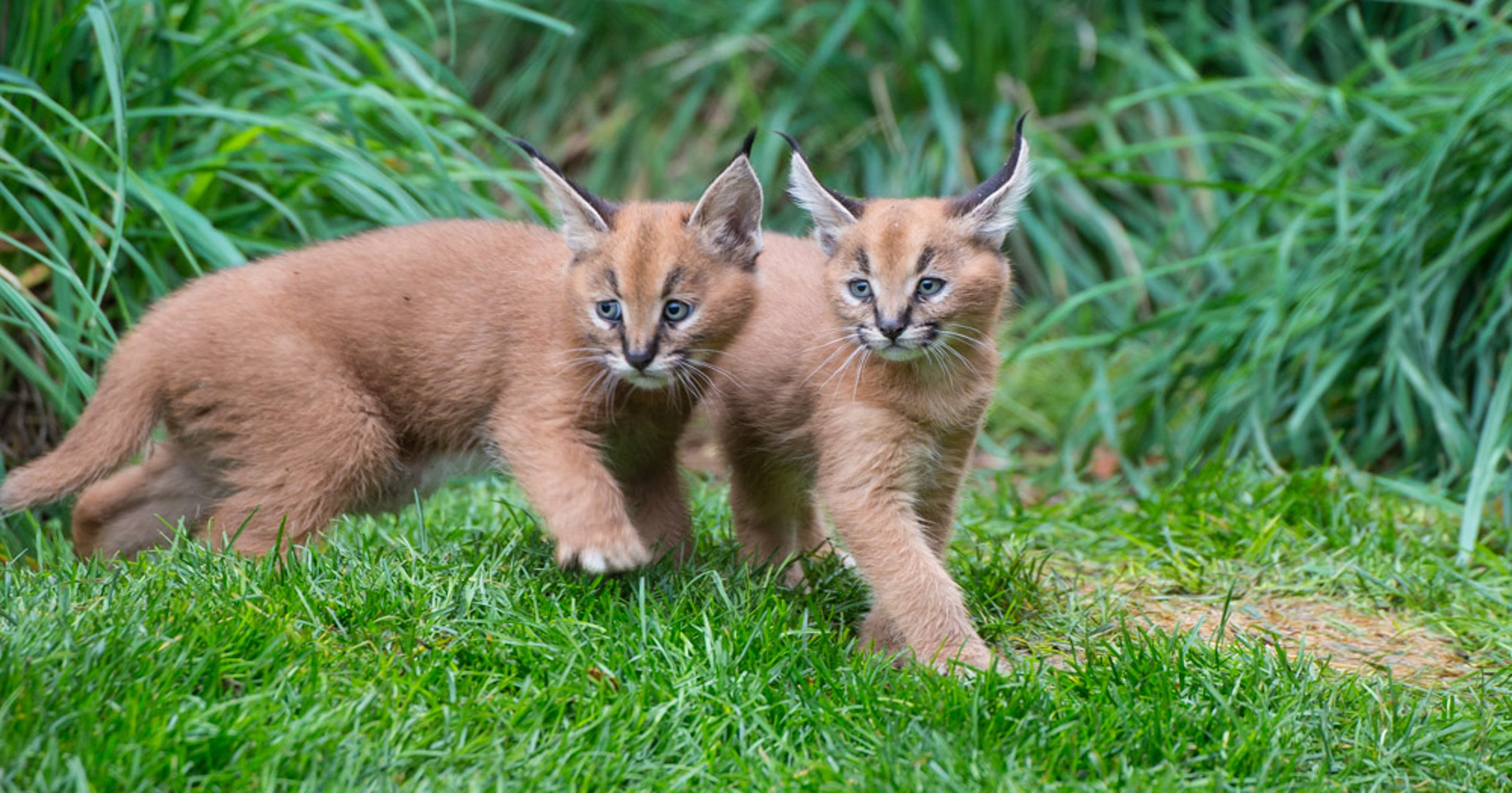 Caracal kittens exploring outdoor space at Oregon Zoo