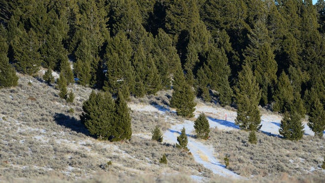 A two-track road at the edge of the tree line on Sawmill Hill outside of White Sulfur Springs marks the location where Sandfire Resources America Inc. is proposing to place its mine entrance for the Black Butte Copper Project.