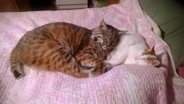 For Now Rocky S Just A Big Cat Not Bobcat Can Go Home