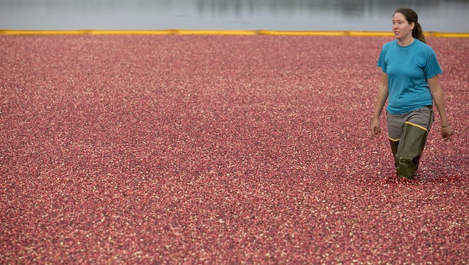 Glacial Lake Cranberries will offer its 2016 harvest tours through Oct. 21
