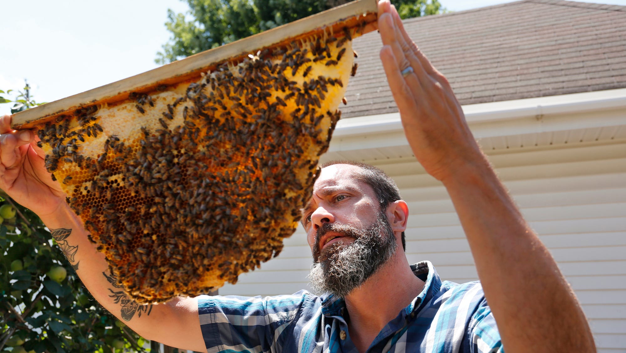 Ian Thompson checks a drawyer from his bee hive to look for evidence of a new queen Friday, July 28, 2017, at his home off Virginia Street in Lafayette.