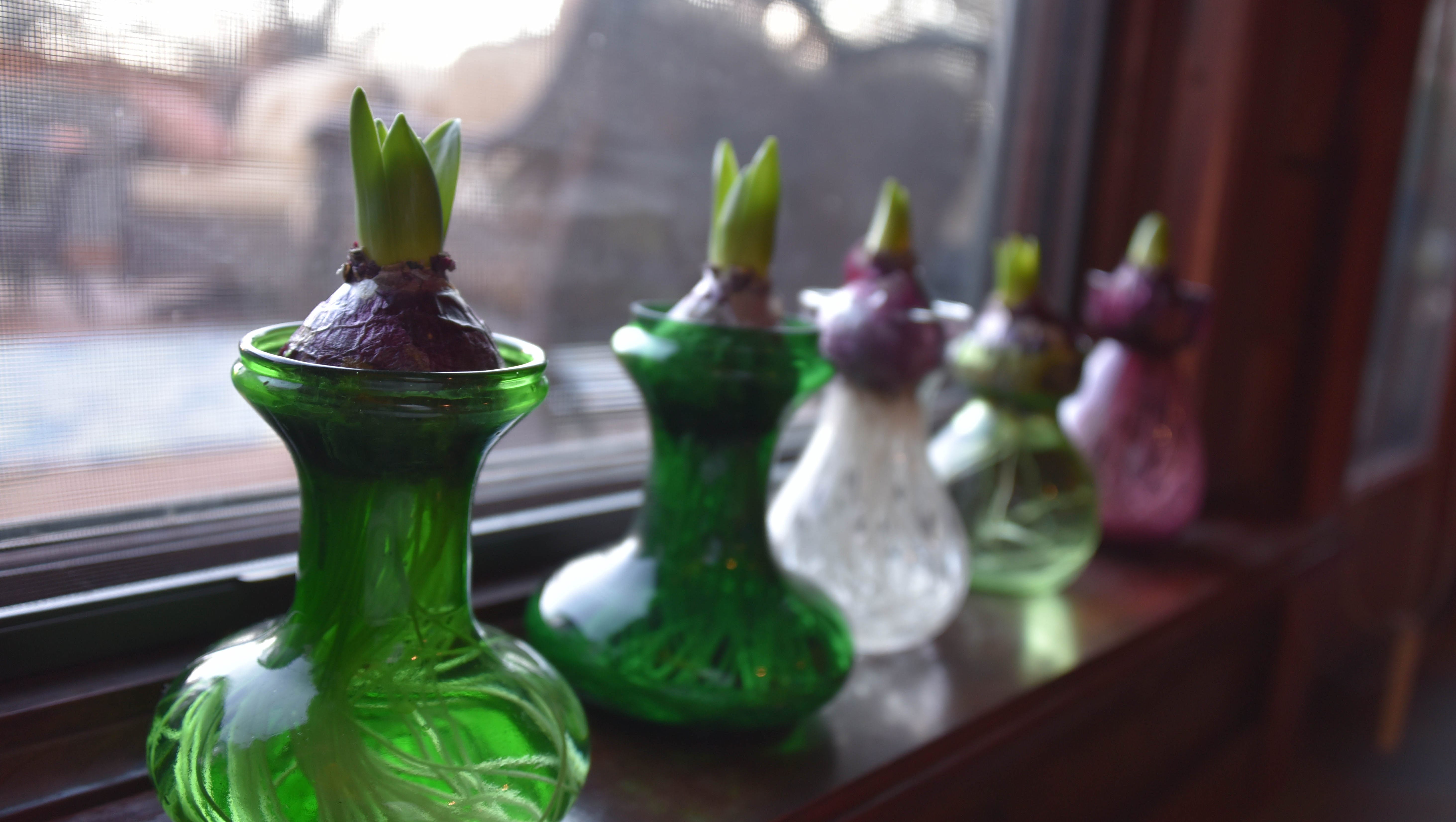 The Hoosier Gardener Epic Fail Describes Forced Hyacinths 10,617 views, added to favorites 114 times. epic fail describes forced hyacinths