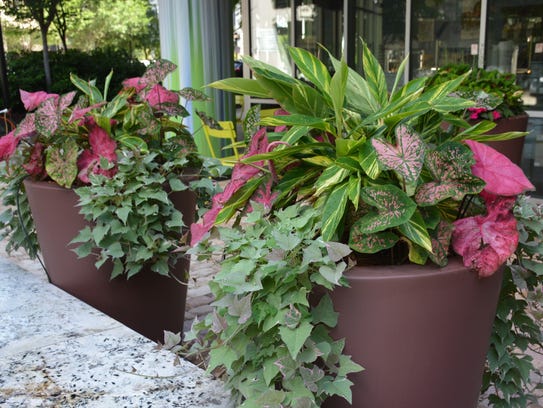 Variegation is used with panache in these containers