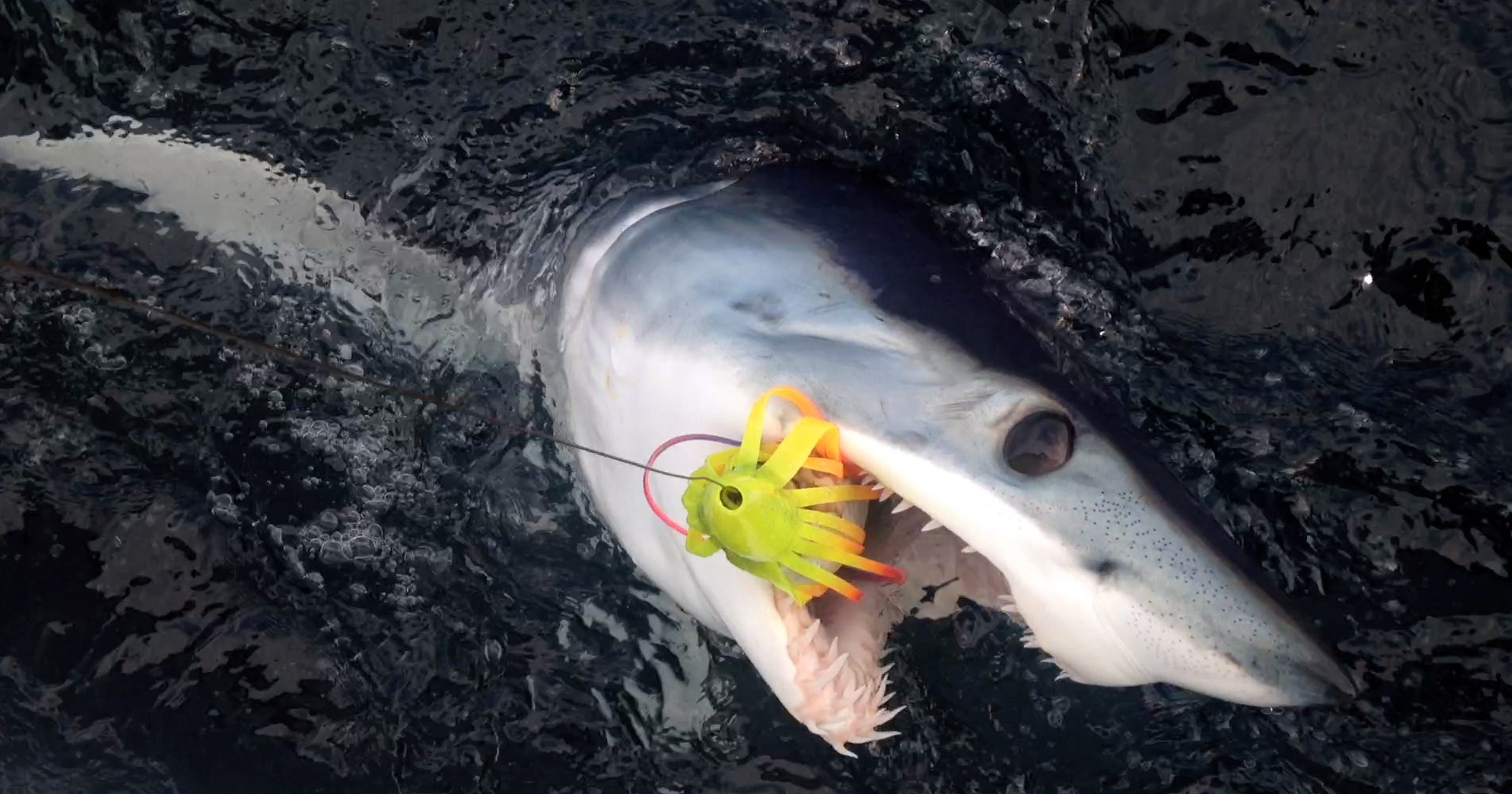 Shark sightings in NJ 5 amazing encounters at the Jersey Shore