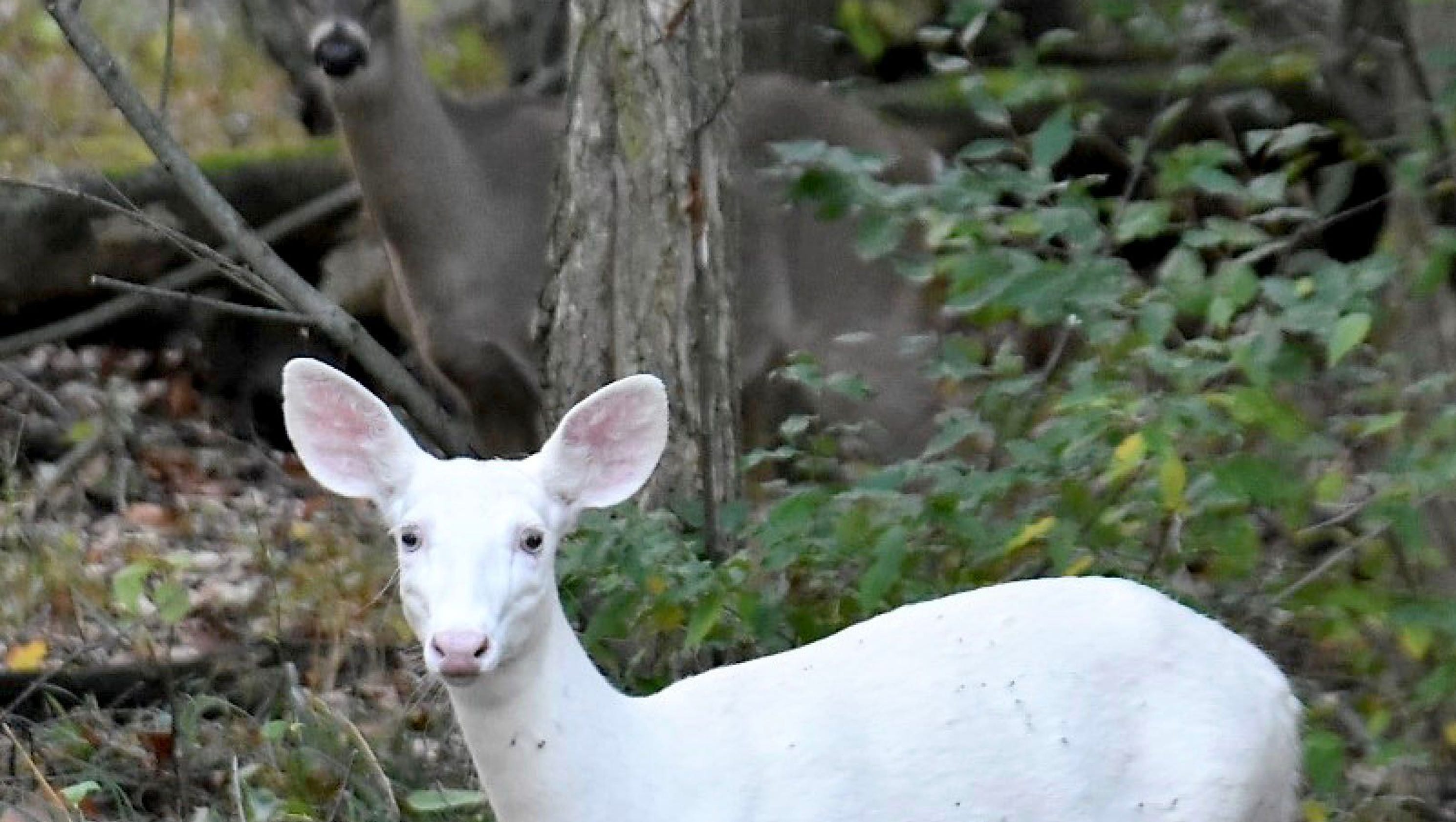 Rare, albinolooking white deer caught on video in Michigan