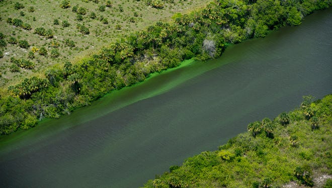 Algae as seen May 26, 2016, in the C-44 canal between Lake Okeechobee and the St. Lucie River.