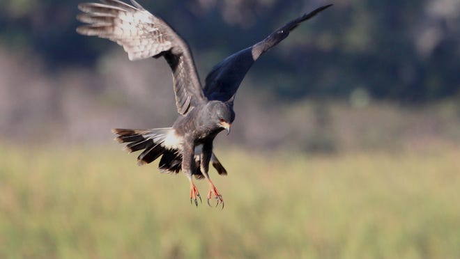 A snail kite is a medium-sized hawk that has broad wings and white at the base of its tail.
