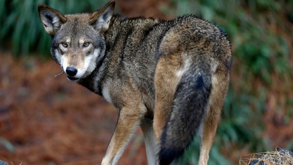 In this Jan. 13, 2015 file photo, a male red wolf...