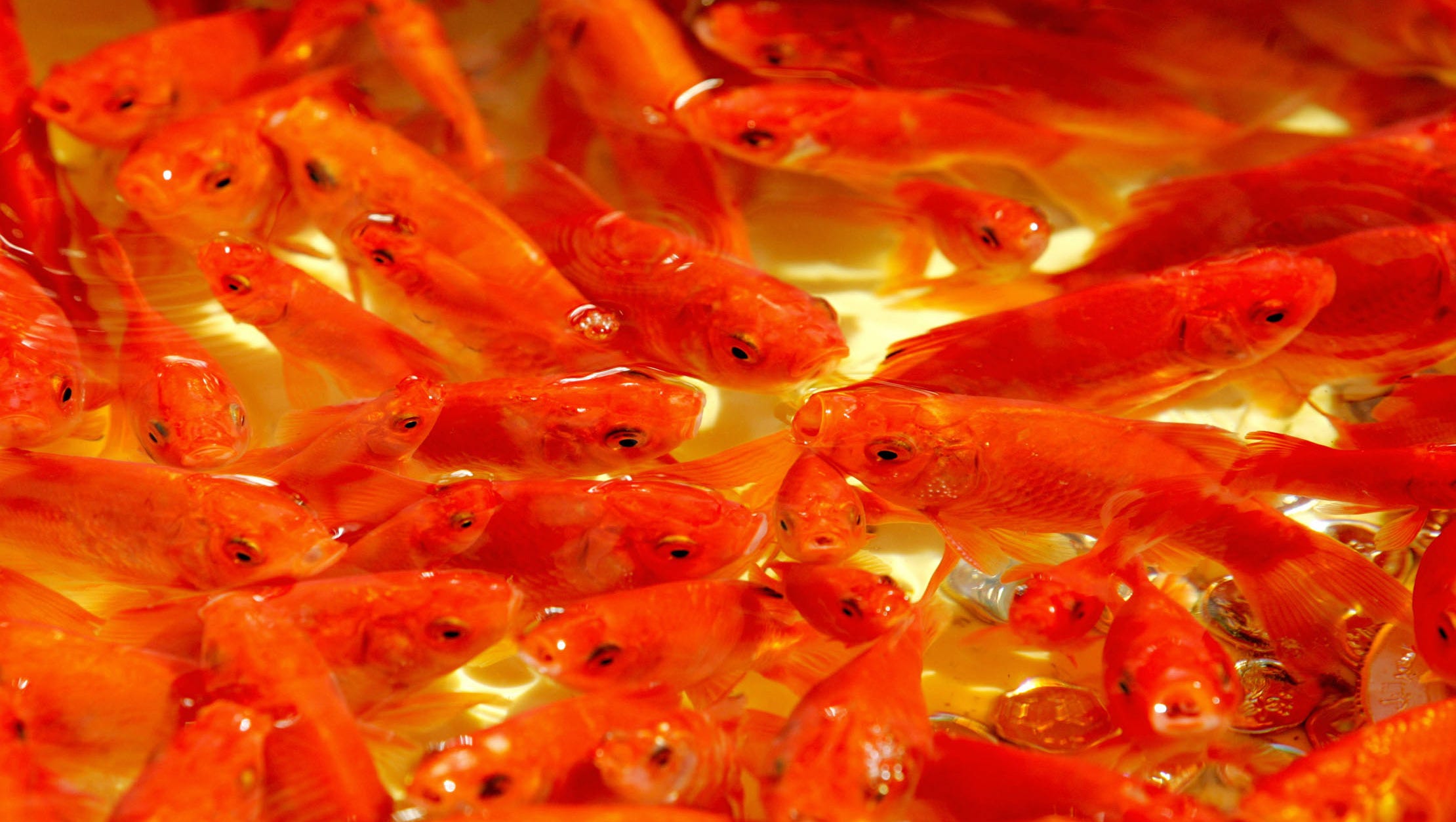 favorable winds goldfish standard favorable winds goldfish standard