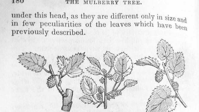 This illustration of mulberry leaves is from an 1839 book on silk production.