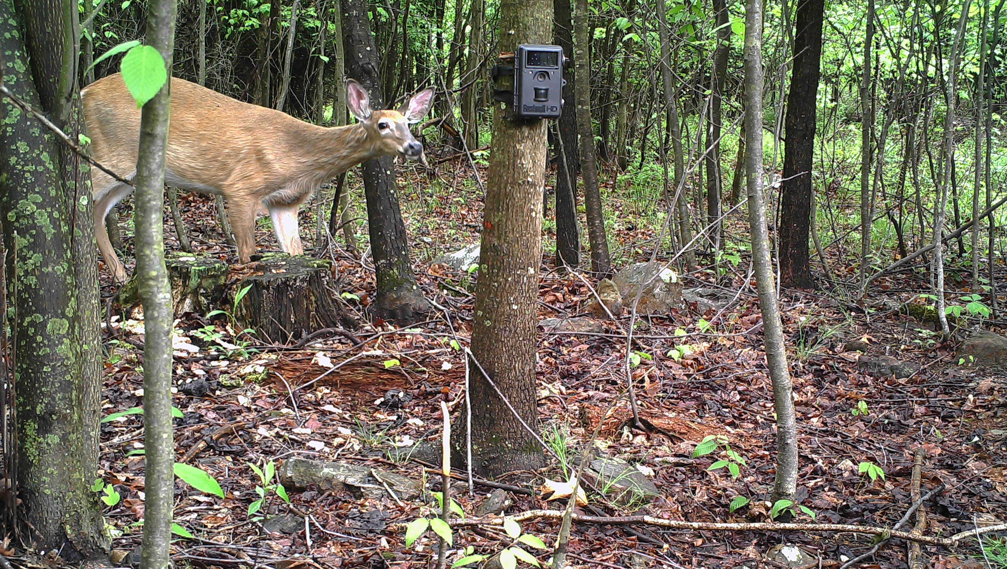 Thirty Deer Shot For Cwd Testing In Fulton Co