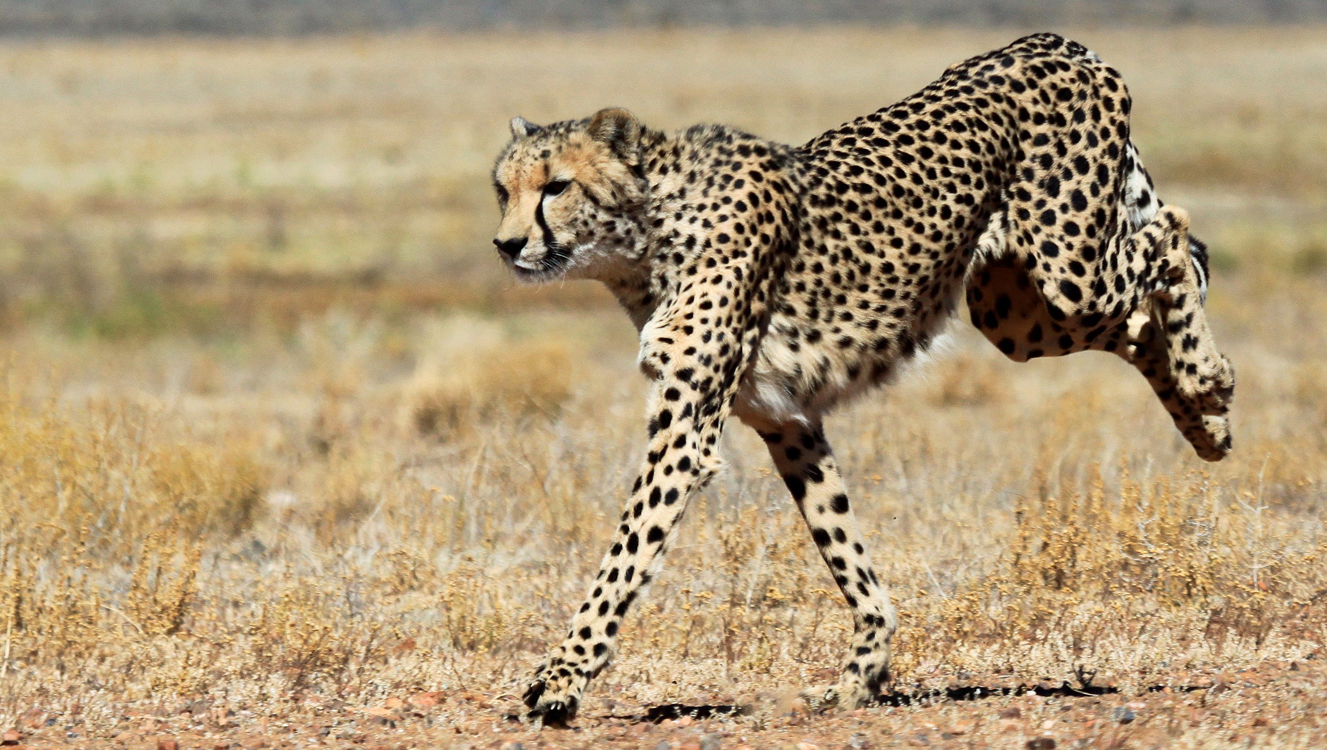 Why aren’t the world's biggest animals also the fastest?