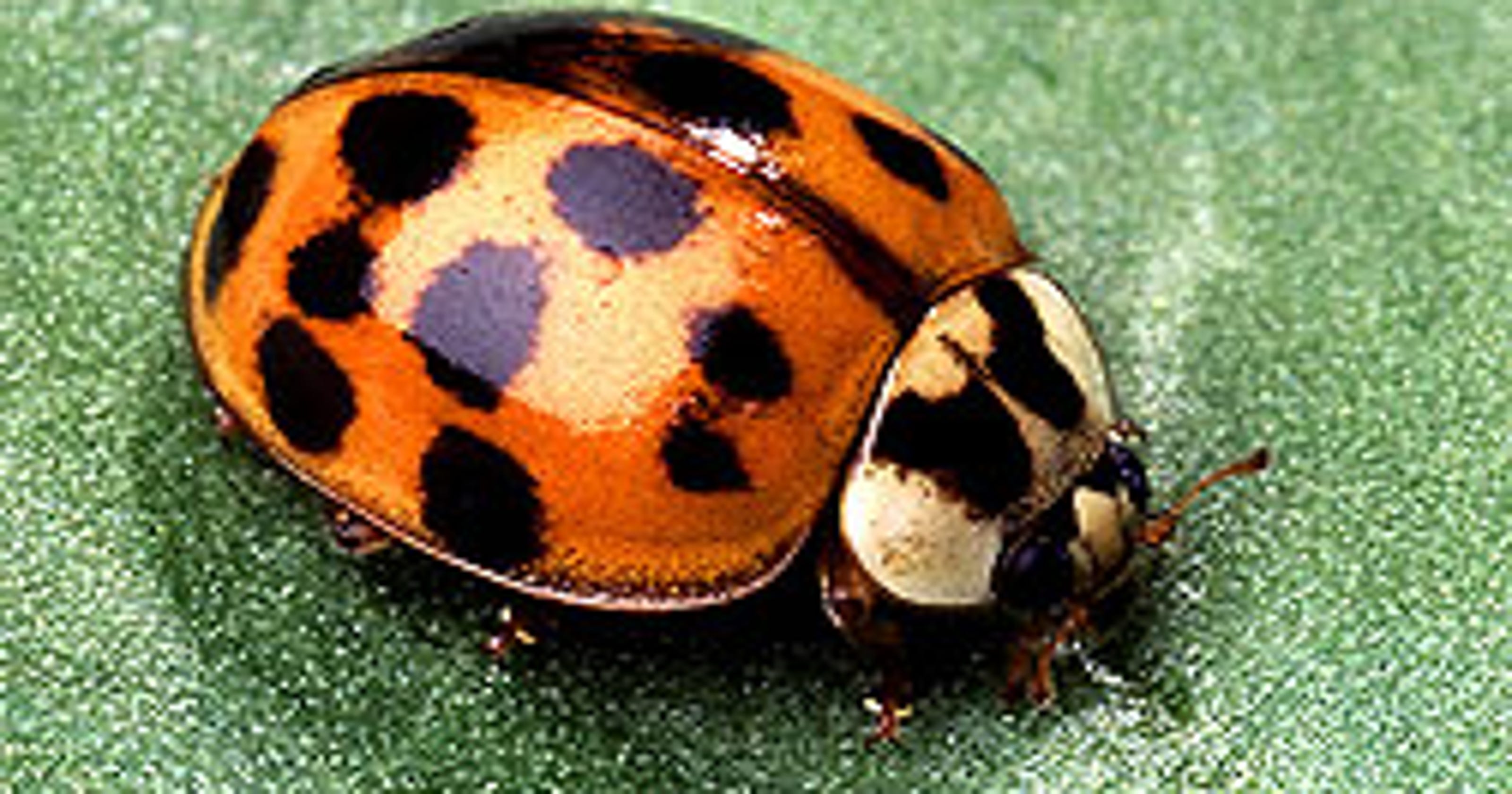 beetle lady The asian