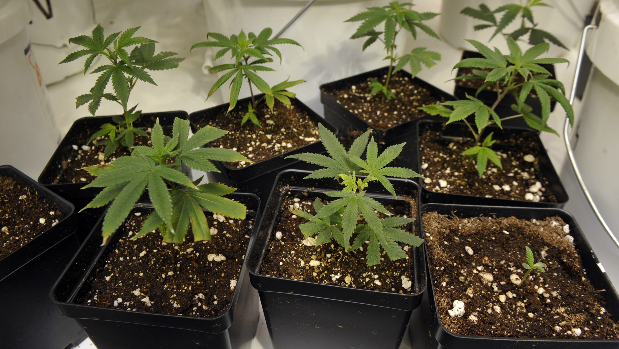 City blocks marijuana shops despite voter approval