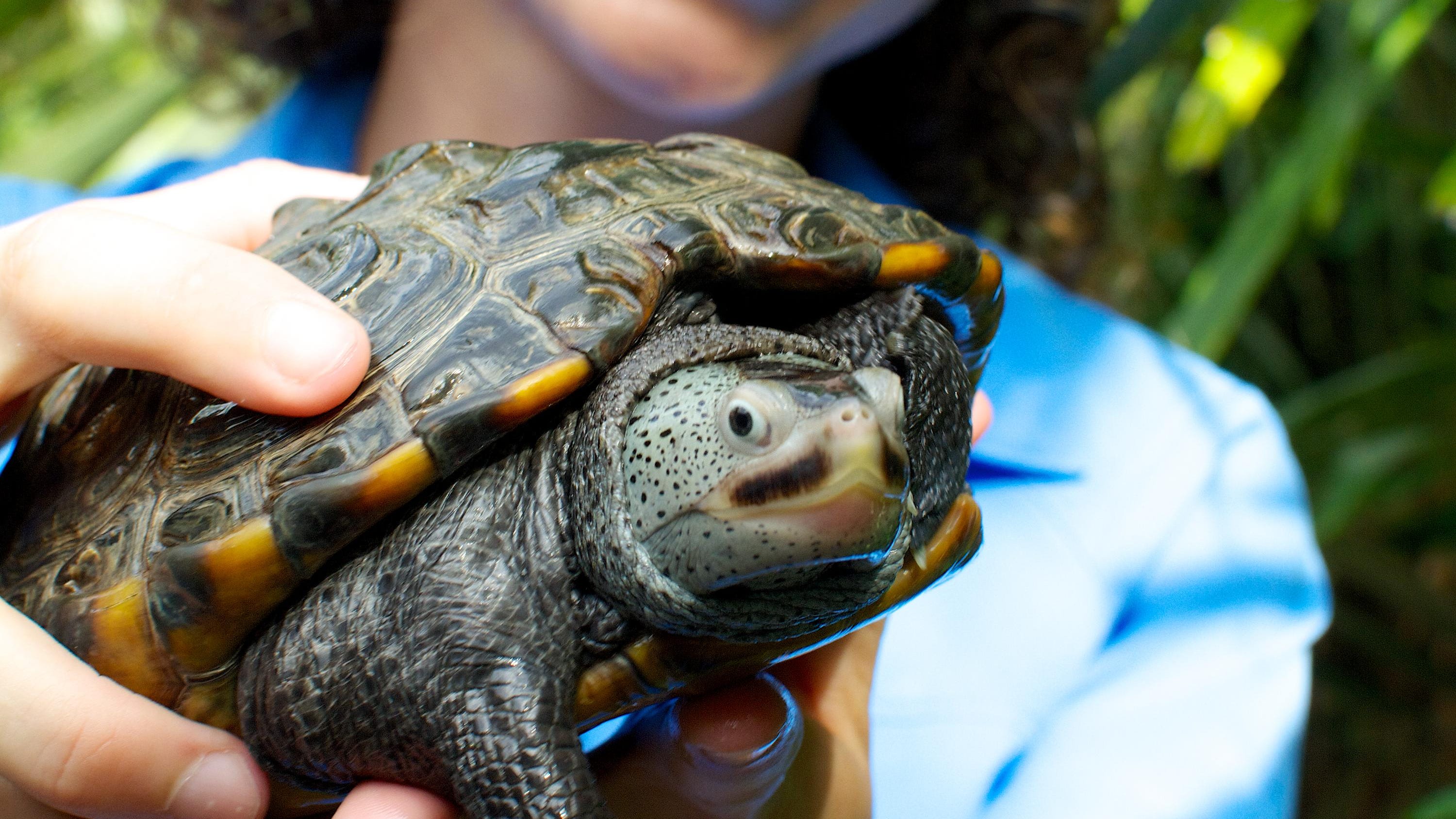 Amy Reaume is conservation coordinator at Brevard Zoo. One of her concerns is diamondback terrapins, whose numbers are declining. This female terrapin is named Tortuga.