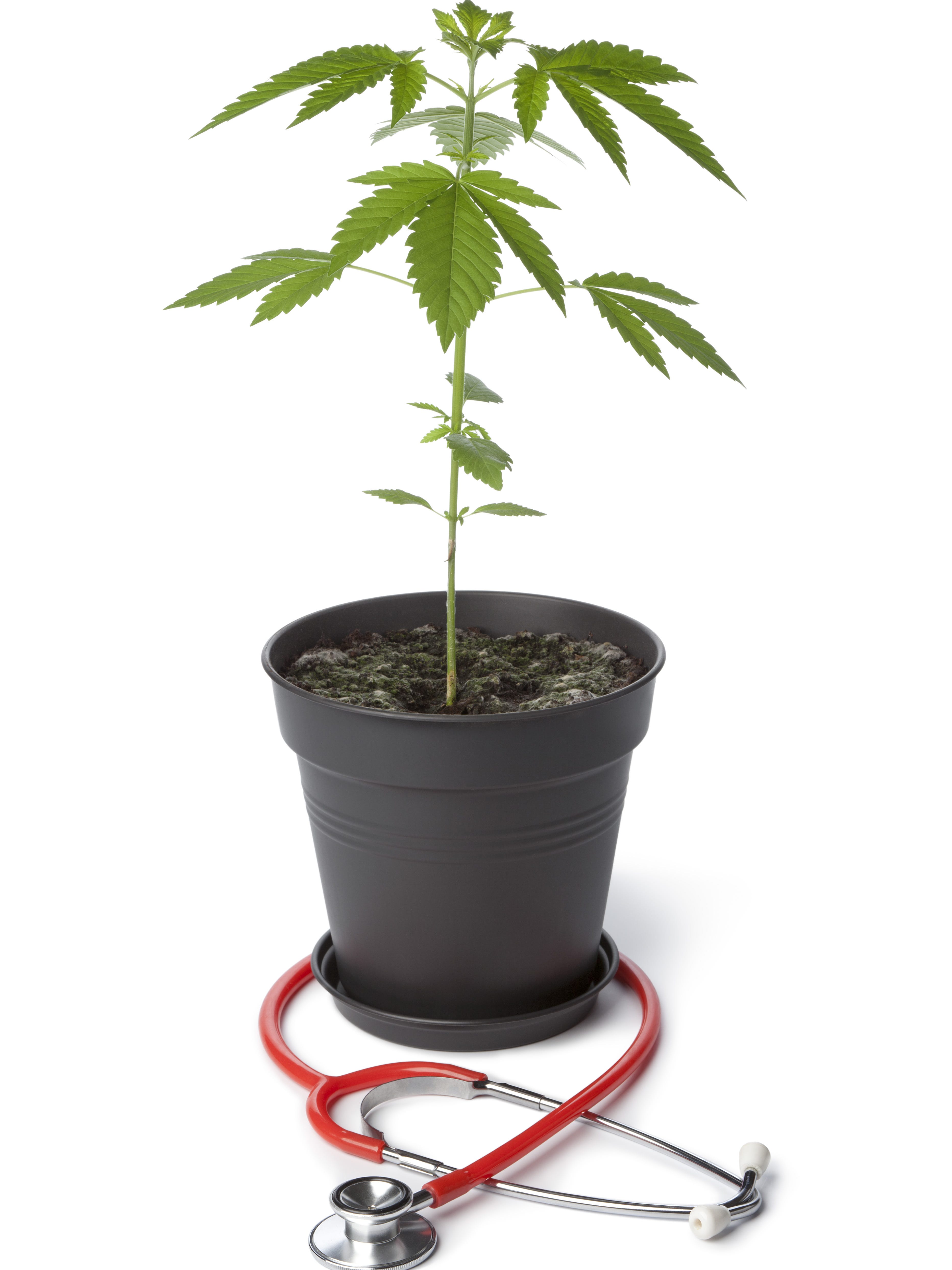 Fla Pot Industry Pitches Run Gamut