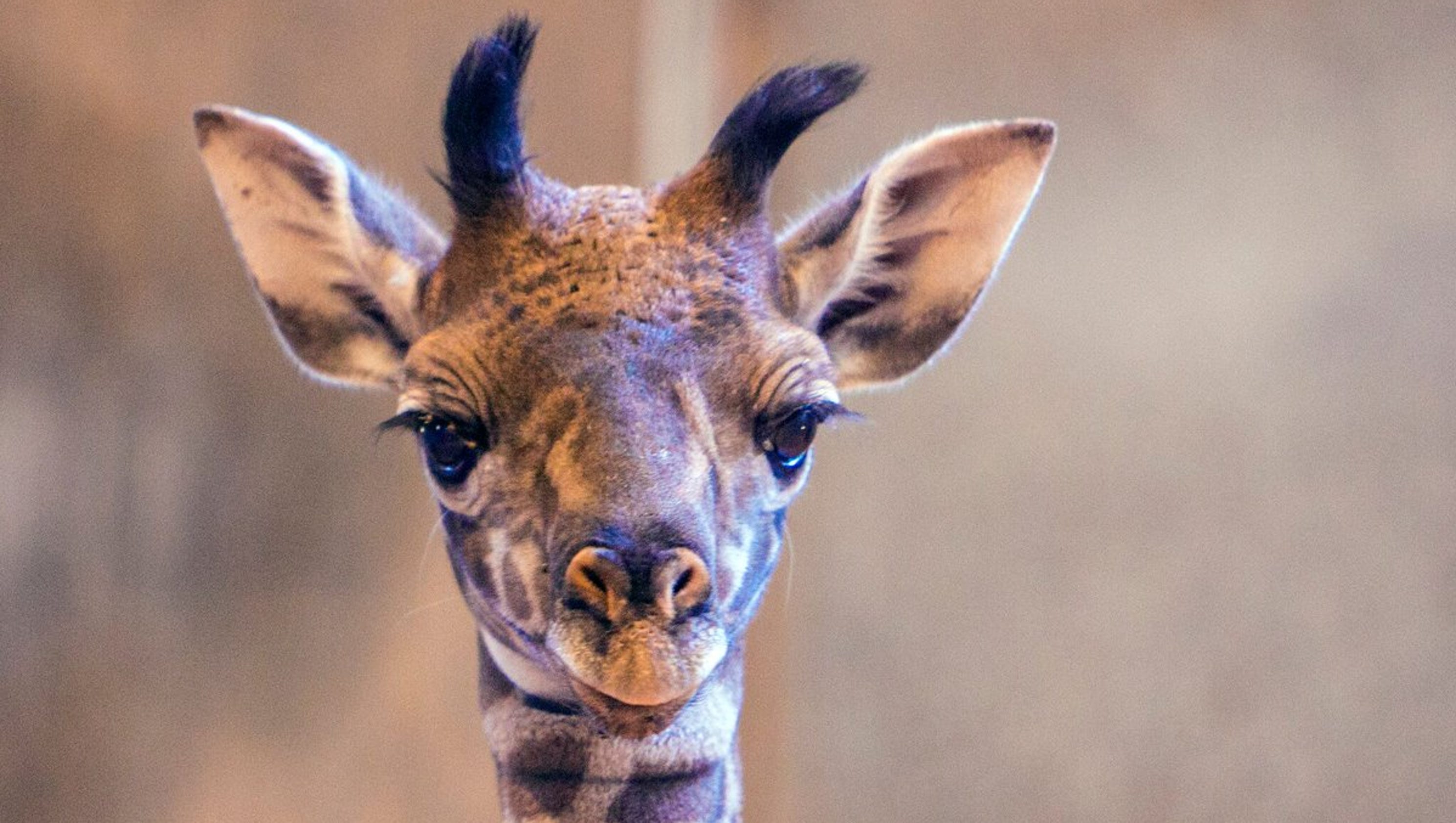 Phoenix Zoo welcomes first baby giraffe in 12 years