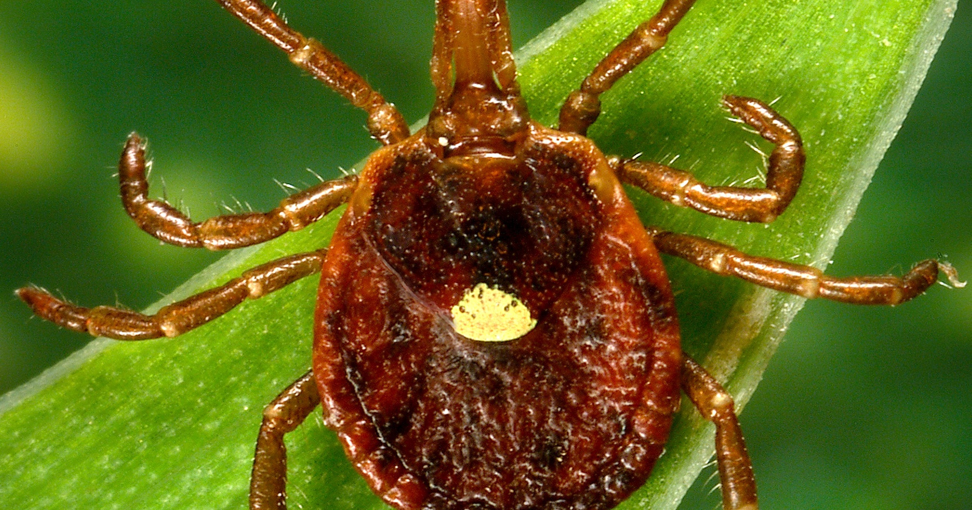 Lone star tick bites can cause allergy to red meat
