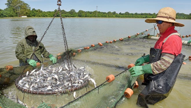 In this June 9, 2016 photograph, Simmons Catfish employees seine catfish from a pond at a Simmons Catfish farm near Yazoo City, Miss. Simmons Catfish is one of the largest catfish processing plants and farms in Mississippi. The state's catfish farmers, which produce over half of U.S. farm-raised catfish, labor daily under strict safety inspection laws while fighting to make sure their industry rivals in Asia are held up to the same standards.
