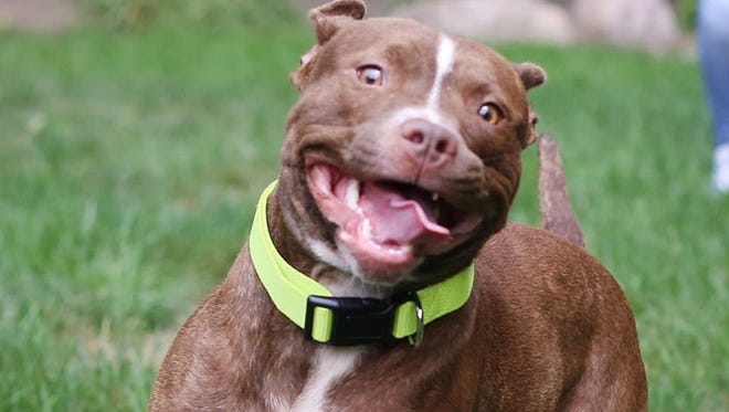A pit bull was founded hanged on Detroit's west side this week.