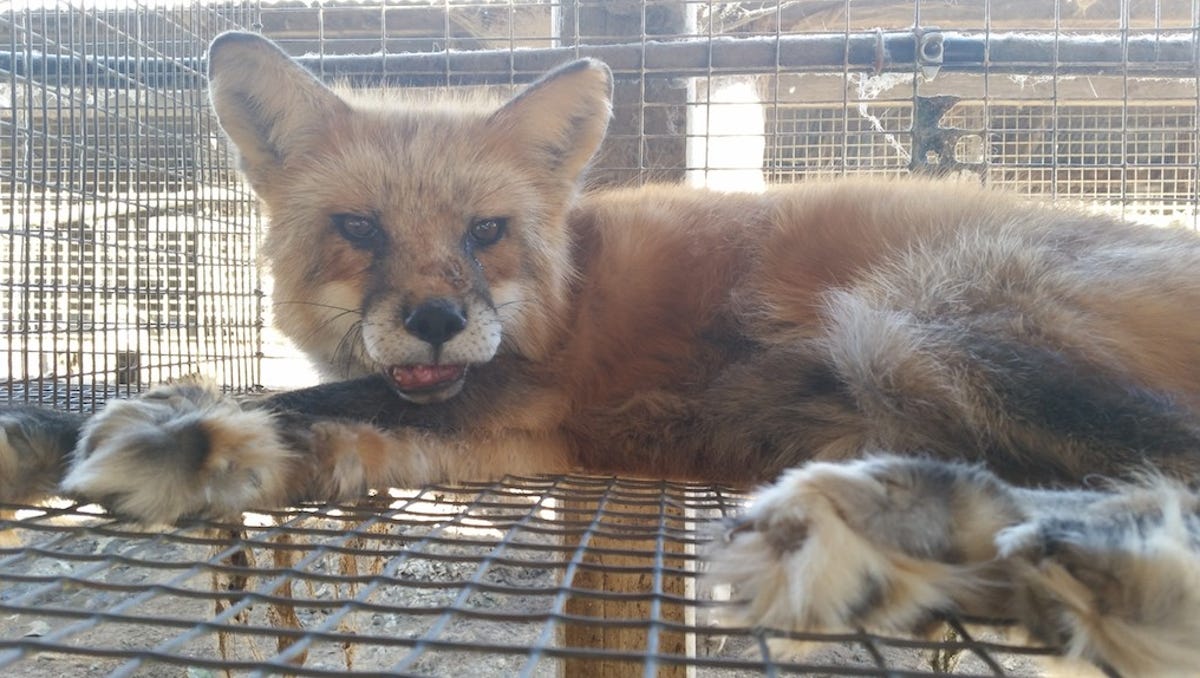Detective No Evidence Of Animal Abuse At Shawano County Fur Farm