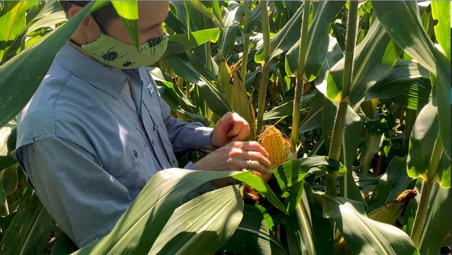 A discussion about research to improve insecticide-resistant management plans in relation to corn earworm on Bt corn is included in the 2020 Pee Dee REC field day video.