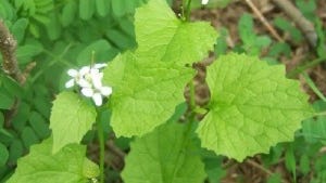 A more recent addition to our landscape - and a more intentional one - is garlic mustard.
