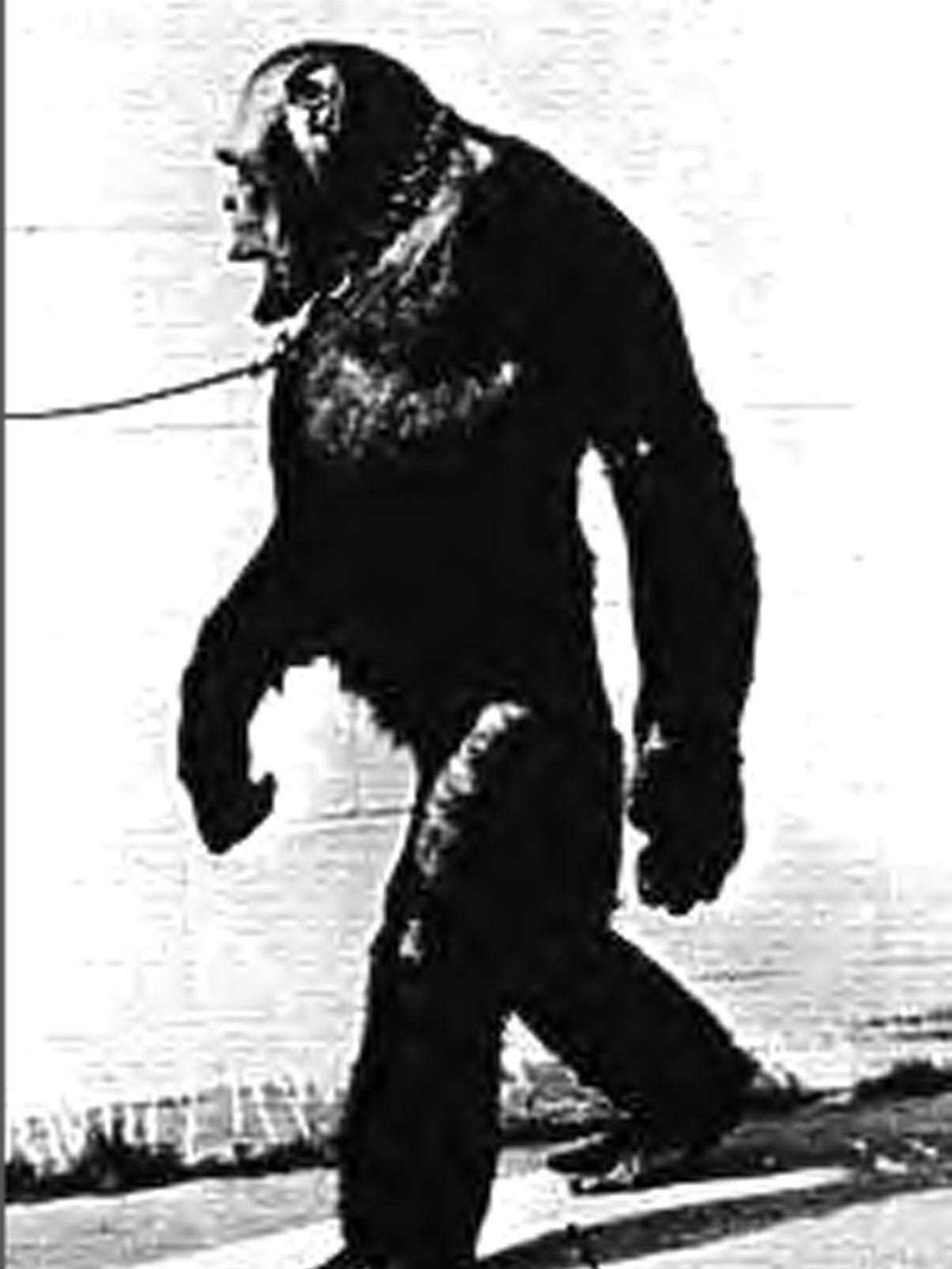 oliver chimpanzee oliver chimpanzee