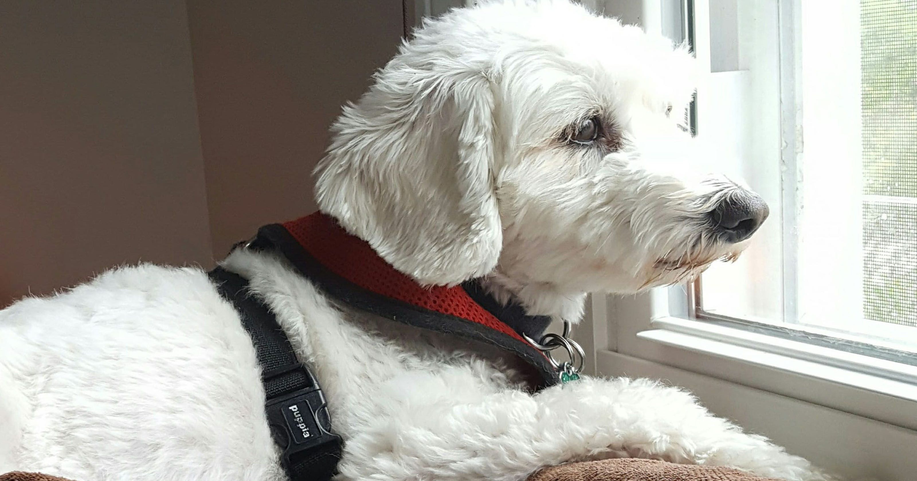 Dog sharing Here's how this growing sharingeconomy trend works