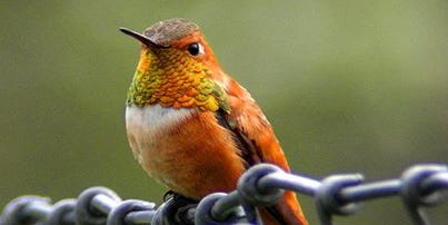 Some Hummingbirds Will Overwinter Here