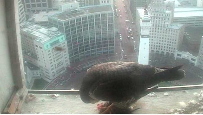 An unbanded female peregrine has moved into the nest box in Downtown Indianapolis apparently replacing longtime resident KathyQ.